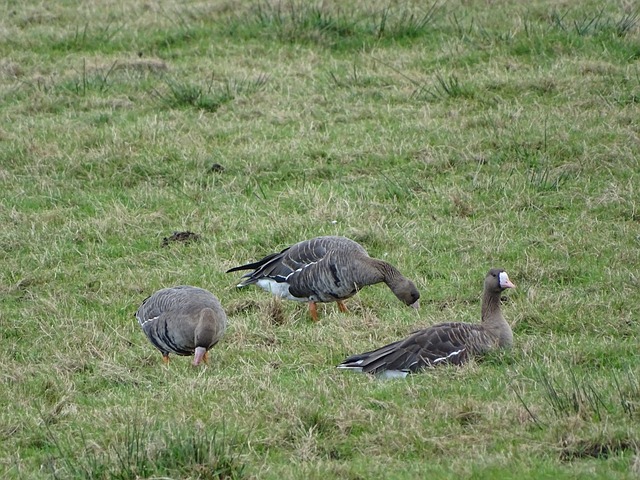 化现象的象 化现象的象