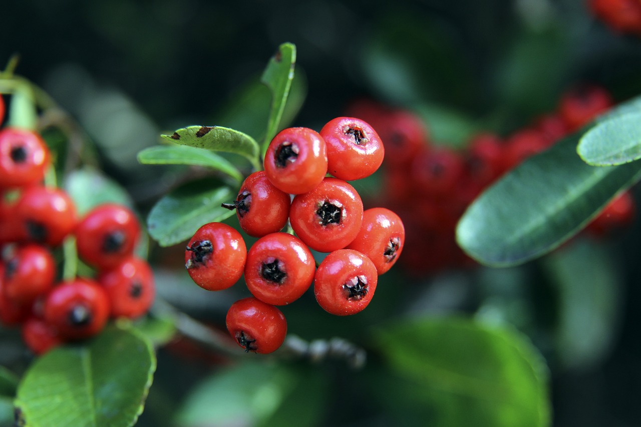 水平的脚车 水平的脚车