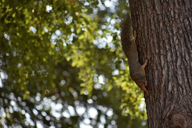 特人将迎战 特人将迎战